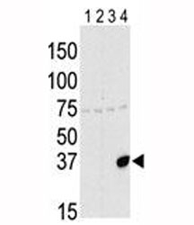 Western blot testing of Aurora-C antibody and lysate of 293 cells expressing 1) Flag tag, 2) Flag-tagged -A, 3) -B and 4) Aurora-C.