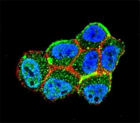 Confocal immunofluorescent analysis of LKB1 antibody with ZR-75-1 cells followed by Alexa Fluor 488-conjugated goat anti-rabbit lgG (green). Actin filaments have been labeled with Alexa Fluor 555 Phalloidin (red). DAPI was used as a nuclear counterstain (blue).