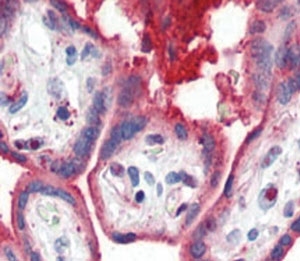 IHC analysis of FFPE human placenta tissue stained with APOA1 antibody
