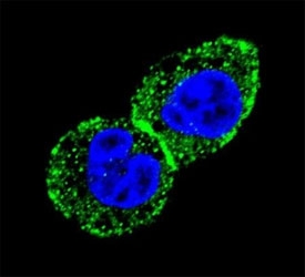 Confocal immunofluorescent analysis of IDH antibody with HepG2 cells followed by Alexa Fluor 488-conjugated goat anti-rabbit lgG (green) and DAPI nuclear counterstain (blue).