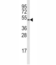 Western blot analysis of Cyclin B1 antibody and A375 lysate. Predicted molecular weight: 48-60 kDa