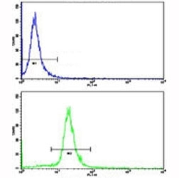 Flow cytometric analysis of WiDr cells using AXL antibody (bottom histogram) compared to a negative control (top histogram). FITC-conjugated goat-anti-rabbit secondary Ab was used for the analysis.
