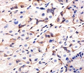 IHC analysis of FFPE human stomach section using Epidermal Growth Factor Receptor antibody; Ab was diluted at 1:25.