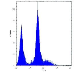 PDGFRA antibody flow cytometric analysis of U251 cells (right histogram) compared to a negative control (left histogram). FITC-conjugated goat-anti-rabbit secondary Ab was used for the analysis.