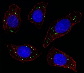 Fluorescent image of U251 cell stained with MERTK antibody at 1:25. MERTK immunoreactivity is localized to vesicles.