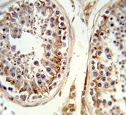 IHC analysis of FFPE human testis tissue stained with the Integrin beta 3 antibody