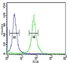 PKM2 antibody flow cytometric analysis of 293 cells (right histogram) compared to a negative control (left histogram). FITC-conjugated goat-anti-rabbit secondary Ab was used for the analysis.