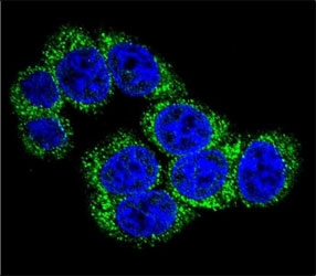 Confocal immunofluorescent analysis of DLL3 antibody with 293 cells followed by Alexa Fluor 488-conjugated goat anti-rabbit lgG (green). DAPI was used as a nuclear counterstain (blue).