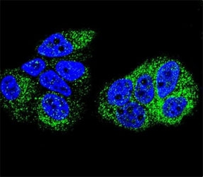 Confocal immunofluorescent analysis of HNF4A antibody with MCF-7 cells followed by Alexa Fluor 488-conjugated goat anti-rabbit lgG (green). DAPI was used as a nuclear counterstain (blue).