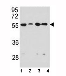 Vimentin antibody western blot analysis in 1) HeLa, 2) U251, 3) A549, and 4) MDA-MB231 lysate