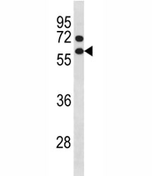 Cyclin B1 antibody western blot analysis in NCI-H460 lysate. Predicted molecular weight: 48-60 kDa