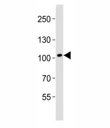 Western blot analysis of lysate from human brain tissue lysate using DDR1 antibody diluted at 1:1000.