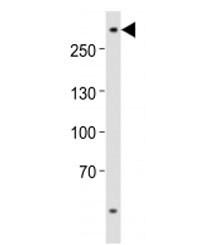 Western blot analysis of lysate from U-87 MG cell line using ABCA2 antibody at 1:1000. Predicted molecular weight ~270 kDa.