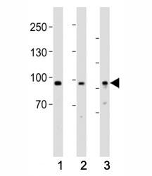 Western blot testing of PROX1 antibody at 1:1000 dilution. Lane 1: human heart lysate; 2: mouse brain lysate; 3: HepG2 lysate; Predicted molecular weight is 83 kDa, observed at 80-110 kDa.