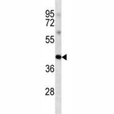 Anti-Oct4 antibody western blot analysis in K562 lysate. Predicted molecular weight ~38/30kDa (isoform A/B).