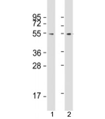 Western blot testing of human 1) 293T/17 and 2) HeLa cell lysate with FZR antibody at 1:2000. Predicted molecular weight: 55 kDa.