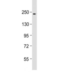 Western blot testing of HT-1080 cell lysate with PBRM1 antibody at 1:500. Expected molecular weight: 180-193 kDa.
