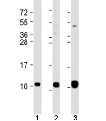 Western blot testing of 1) human HeLa, 2) human DU-145 and 3) mouse brain lysate with GNG12 antibody at 1:2000. Predicted molecular weight: 8 kDa.