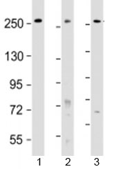 Western blot testing of human 1) HeLa, 2) HT-29 and 3) WiDr cell lysate with PCNXL2 antibody at 1:2000. Predicted molecular weight: 237 kDa.