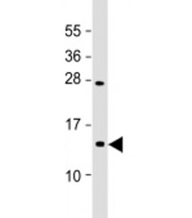 Western blot testing of mouse Neuro-2a cell lysate with EIF1A antibody at 1:2000. Predicted molecular weight: 13 kDa.