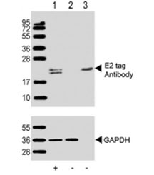 Western blot testing of 1) 293T/17 transfected with 6-tag lysate (1ug), 2) non-transfected 293T/17 lysate (1ug) and 3) 6-tag recombinant protein (0.5ug) with E2 tag antibody (upper) and GAPDH Ab (lower). Predicted molecular weight: 21 kDa.