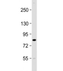 Western blot testing of mouse brain lysate with CIP2A antibody at 1:2000. Predicted molecular weight: 102 kDa but routinely observed at 90 kDa.