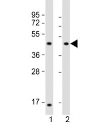 Western blot testing of 1) mouse heart and 2) rat heart lysate with LIAS antibody at 1:2000. Predicted molecular weight: 42 kDa.