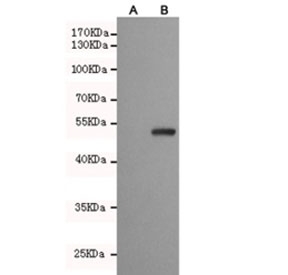 Western blot testing of (A) untransfected CHO-K1 cell lysate and (B) CHO-K1 transfected by pEGFP-C1-PPARg cell lysate with PPAR gamma antibody at 1:500. Predicted molecular weight: 54-57 kDa.