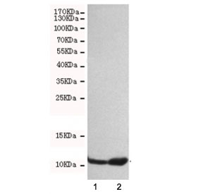 Western blot testing of 1) HeLa and 2) A549 cell lysates with FSP1 antibody at 1:500. Predicted molecular weight ~12 kDa.
