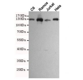 Western blot testing of rat C6 and human Ramos, Jurkat and HeLa cell lysates using JAK1 antibody at 1:1000. Predicted molecular weight ~133 kDa.