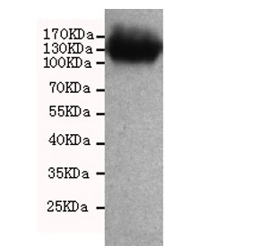 Western blot testing of human CaCo2 cell lysate with CD133 antibody at 1:1000. Predicted molecular weight: ~97 kDa (unmodified), ~130 kDa (glycosylated).