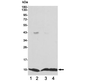 Western blot testing of 1) monkey COS7, 2) human MCF7, 3) human HCT116 and 4) human A549 cell lysates using S100A6 antibody 1:1000. Predicted molecular weight ~10 kDa.