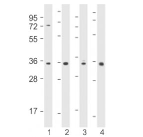 Western blot testing using Cyclin D1 antibody at 1:2000 : Lane 1) human MCF7, 2) human HT-1080, 3) mouse L929 and 4) mouse NIH3T3 cell lysate. Predicted molecular weight: 32-36 kDa.