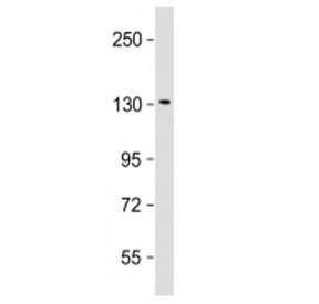 Western blot testing of Klotho antibody at 1:2000 + human HepG2 cell lysate. Predicted molecular weight ~116 kDa, observed at 120-135 kDa.