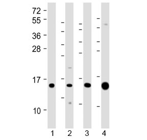 Western blot testing of 1) human kidney, 2) human Caki-1 (kidney-derived), 3) mouse Renca (kidney-derived) and 4) mouse kidney lysate with ATP6V1G3 antibody at 1:2000. Predicted molecular weight ~14 kDa.