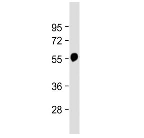 Western blot testing of mouse brain lysate with Beta Tubulin antibody at 1:2000. Predicted molecular weight: 50-55 kDa.