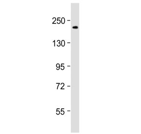 Western blot testing of mouse NIH3T3 cell lysate with DNA Polymerase alpha antibody at 1:2000. Predicted molecular weight ~166 kDa, observed at ~180 kDa.