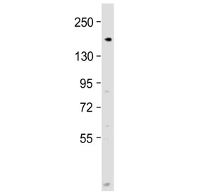 Western blot testing of human 293T/17 cell lysate with DNA Polymerase alpha antibody at 1:2000. Predicted molecular weight ~166 kDa, observed at ~180 kDa.