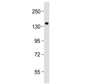 Western blot testing of human HEK293 cell lysate with SEC24B antibody at 1:2000. Predicted molecular weight ~137 kDa.