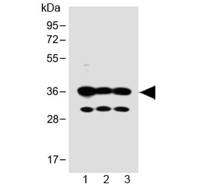 Western blot testing of human 1) SH-SY5Y, 2) PANC-1 and 3) MCF-7 cell lysate with OR5V1 antibody at 1:1000. Predicted molecular weight ~36 kDa.