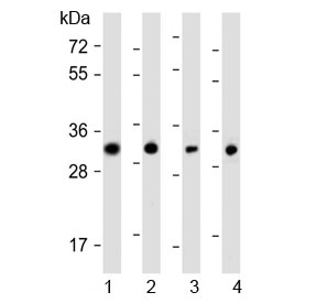 Western blot testing of human 1) SW480, 2) PANC-1, 3) MCF7 and 4) HeLa cell lysate with OR7C2 antibody at 1:1000. Predicted molecular weight ~35 kDa.