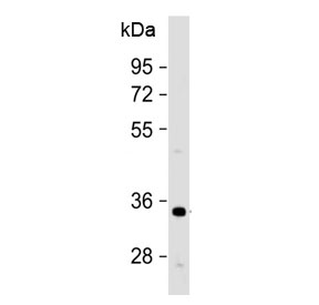 Western blot testing of human HeLa cell lysate with OR1B1 antibody at 1:500. Predicted molecular weight ~35 kDa.