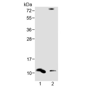 Western blot testing of human 1) spleen and 2) liver lysate with DEFA1 antibody at 1:1000. Predicted molecular weight ~10 kDa.