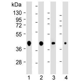 Western blot testing of human 1) 293, 2) HeLa, 3) MCF7 and 4) mouse NIH3T3 cell lysate with AKT1S1 antibody. Expected molecular weight ~40 kDa.