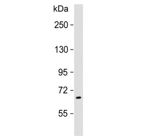 Western blot testing of human brain lysate with PRODH antibody. Predicted molecular weight: 68 kDa.