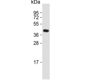 Western blot testing of human brain lysate with GFRAL antibody. Predicted molecular weight ~45 kDa.