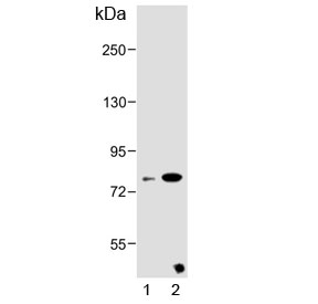 Western blot testing of 1) mouse liver and 2) rat liver lysate with ZBTB24 antibody. Predicted molecular weight ~78 kDa.