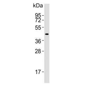 Western blot testing of human kidney lysate with IDO2 antibody. Predicted molecular weight ~47 kDa.