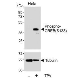 Western blot testing of lysate from HeLa cells treated or untreated with TPA, using phospho-CREB antibody.