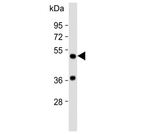 Western blot testing of human kidney lysate with AADC antibody. Predicted molecular weight ~54 kDa.